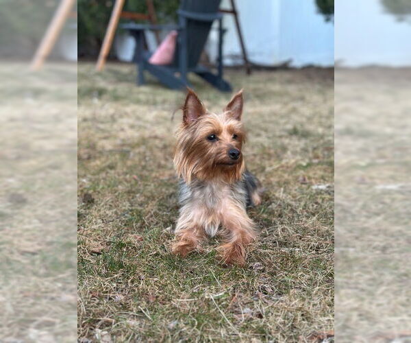 Medium Photo #7 Mutt Puppy For Sale in Allentown,, PA, USA