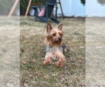 Small #6 Mutt
