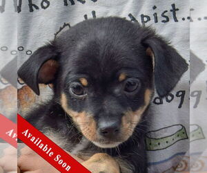 Chipin Dogs for adoption in Huntley, IL, USA
