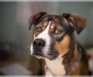 Staffordshire Bull Terrier-Unknown Mix Dogs for adoption in Brewster, MA, USA
