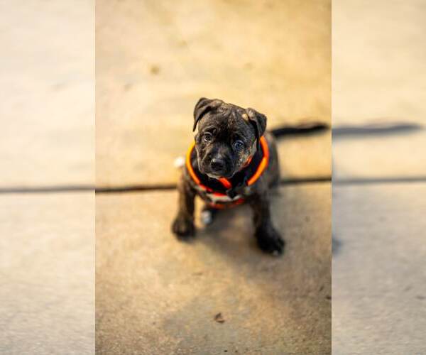 Medium Photo #3 Mutt Puppy For Sale in Royal Palm Beach, FL, USA