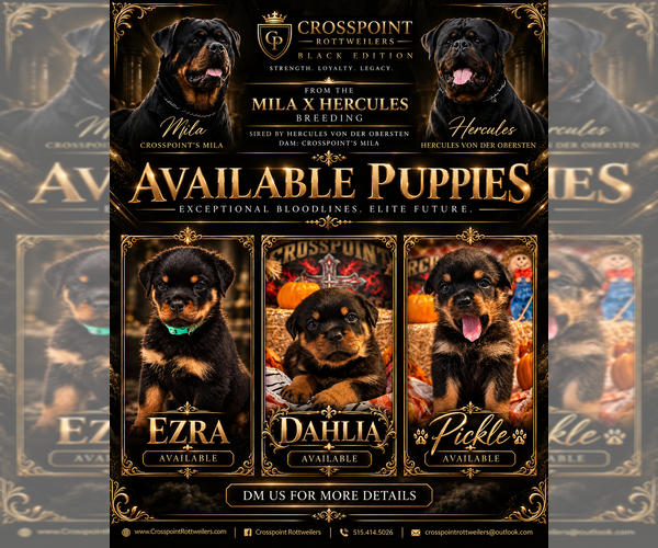 Medium Photo #2 Rottweiler Puppy For Sale in ANKENY, IA, USA