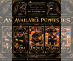 Pickle - Female Rottweiler Puppy for Sale - Photo #2