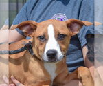 Small #6 Boxer-Bull Terrier Mix