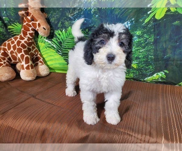 Medium Photo #6 Bernedoodle (Miniature) Puppy For Sale in COLORADO SPRINGS, CO, USA