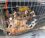 Small #3 Boxer Mix