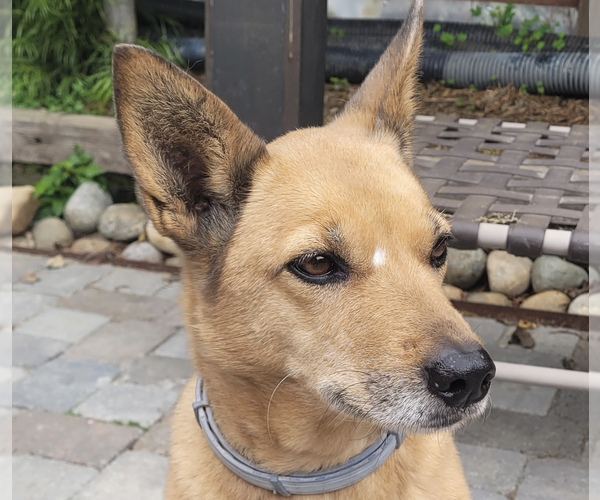 Medium Photo #1 Mutt Puppy For Sale in San Ramon, CA, USA