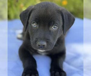 Catahoula Leopard Dog-Labrador Retriever Mix Dogs for adoption in San Diego, CA, USA