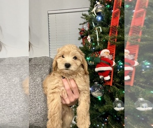 Goldendoodle (Miniature) Puppy for sale in LEHIGH ACRES, FL, USA