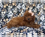 Small #6 Cavapoo (Miniature)