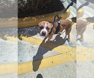 American Staffordshire Terrier Dogs for adoption in Fort Lauderdale, FL, USA