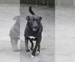 Small #3 Mutt