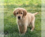Small Photo #5 Golden Retriever Puppy For Sale in MARTINSVILLE, IN, USA