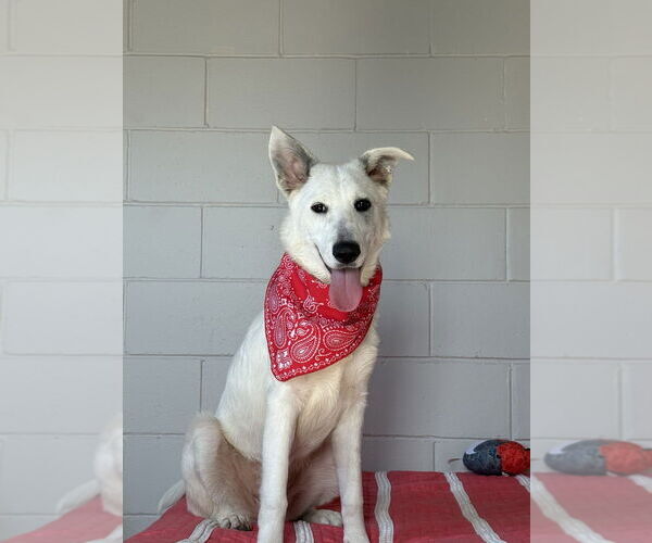 Medium Photo #3 Mutt Puppy For Sale in San Leon, TX, USA