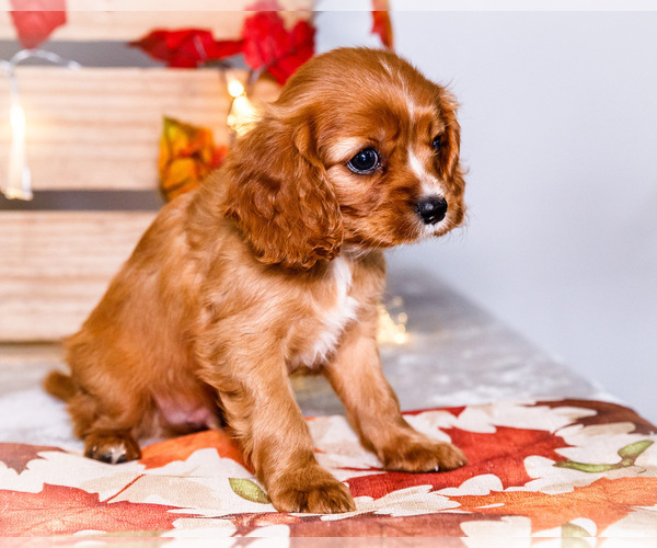 Medium Photo #34 Cavalier King Charles Spaniel Puppy For Sale in WAKARUSA, IN, USA