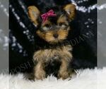 Small #4 Yorkshire Terrier
