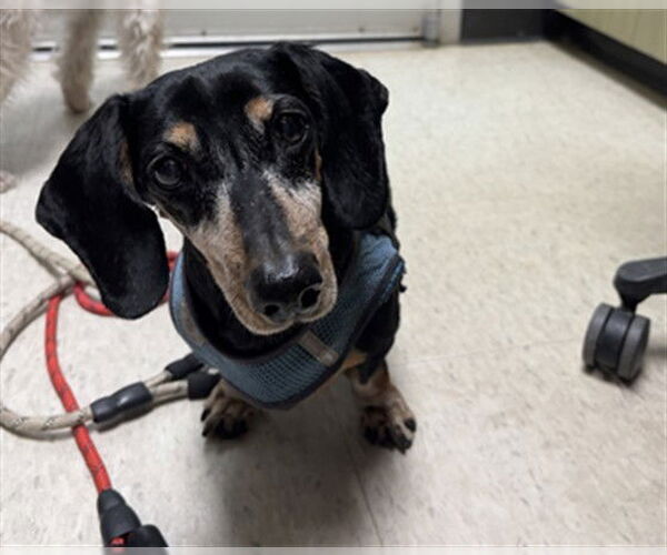 Medium Photo #1 Dachshund Puppy For Sale in Plano, TX, USA