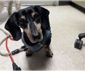 Dachshund Dogs for adoption in Plano, TX, USA