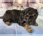 Small Photo #38 Aussiedoodle Miniature  Puppy For Sale in COMMERCE, MI, USA