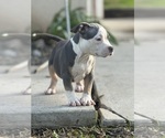 Small #14 American Bully