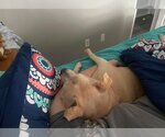 Small Photo #32 Chinese Shar-Pei-Labrador Retriever Mix Puppy For Sale in Rustburg, VA, USA