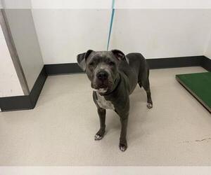 Mutt Dogs for adoption in Corona, CA, USA