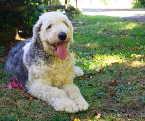 Old English Sheepdog Puppy for sale in OLYMPIA, WA, USA