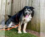 Small #4 Bearded Collie Mix