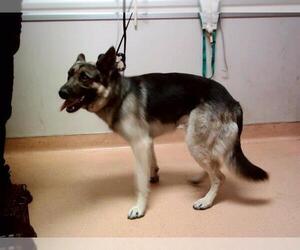 Medium German Shepherd Dog