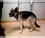 Small German Shepherd Dog