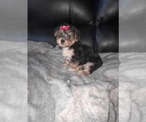 Poodle (Toy)-YorkiePoo Mix Puppy for sale in SHELBY, NC, USA