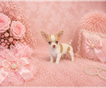 Financing - Female Chihuahua Puppy for Sale - Photo #5