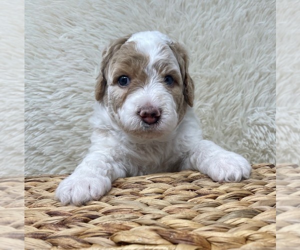 Medium Photo #49 Double Doodle Puppy For Sale in PIERSON, FL, USA