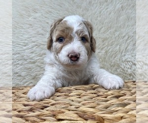 Medium Double Doodle