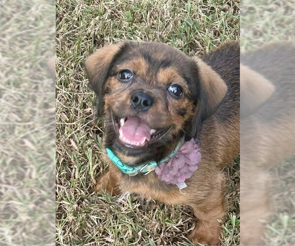 Medium Photo #1 Cavalier King Charles Spaniel-Dachshund Mix Puppy For Sale in Southbury, CT, USA