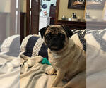 Small #2 Pug