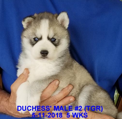 View Ad Siberian Husky Litter of Puppies for Sale near