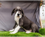 Small Photo #8 Great Dane Puppy For Sale in WAKARUSA, IN, USA