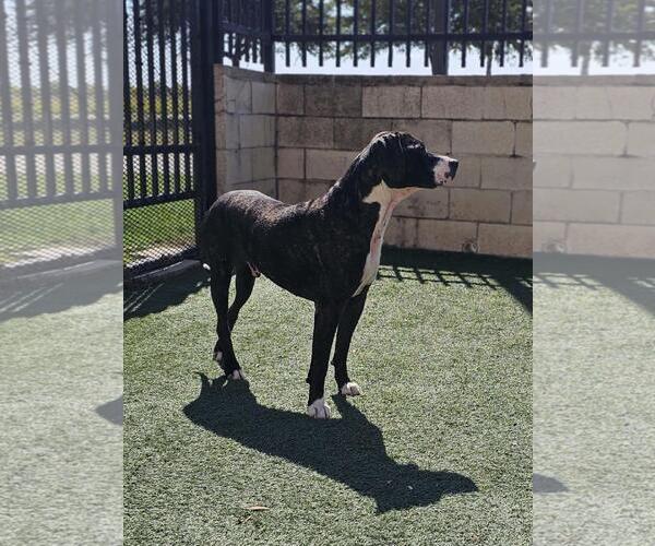 Medium Photo #2 Plott Hound-Unknown Mix Puppy For Sale in Rockwall, TX, USA