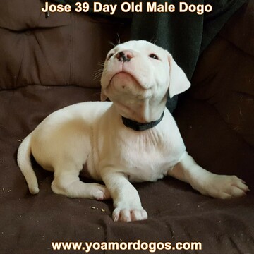 Medium Photo #49 Dogo Argentino Puppy For Sale in PINEVILLE, MO, USA