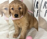 Small #3 Golden Retriever