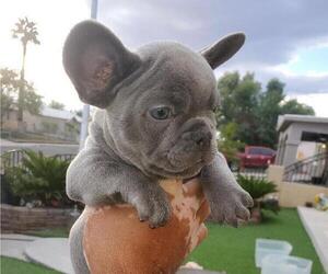 French Bulldog Puppy for Sale in N LAS VEGAS, Nevada USA