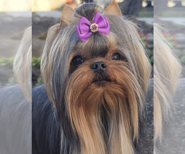 Medium Photo #1 Yorkshire Terrier Puppy For Sale in ROANOKE, VA, USA