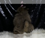 Small #6 Pomeranian