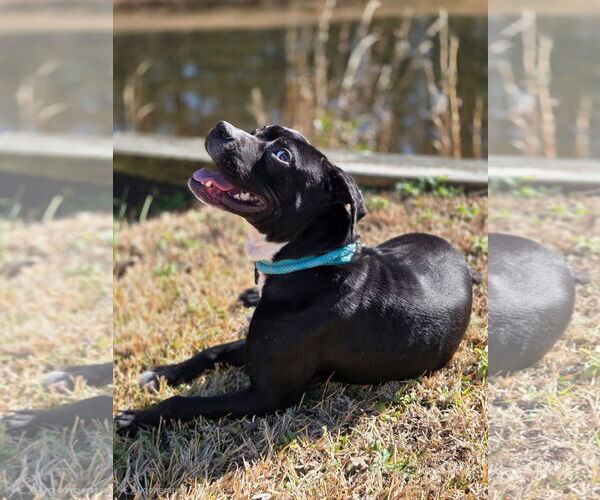 Medium Photo #6 Mutt Puppy For Sale in Myrtle Beach, SC, USA