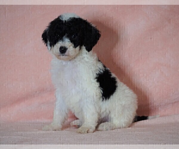 Medium Photo #1 Poodle (Standard)-Shepadoodle Mix Puppy For Sale in FREDERICKSBG, OH, USA