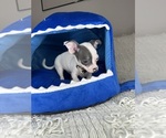 Small #10 Chihuahua