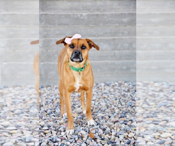 Medium Photo #18 Labrador Retriever-Unknown Mix Puppy For Sale in Sandy, UT, USA