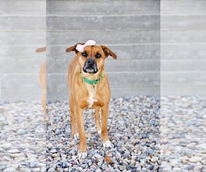 Rae - Female Labrador Retriever-Unknown Mix Dog for Adoption - Photo #15