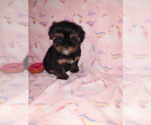 Medium Photo #2 Shorkie Tzu Puppy For Sale in LAPEER, MI, USA